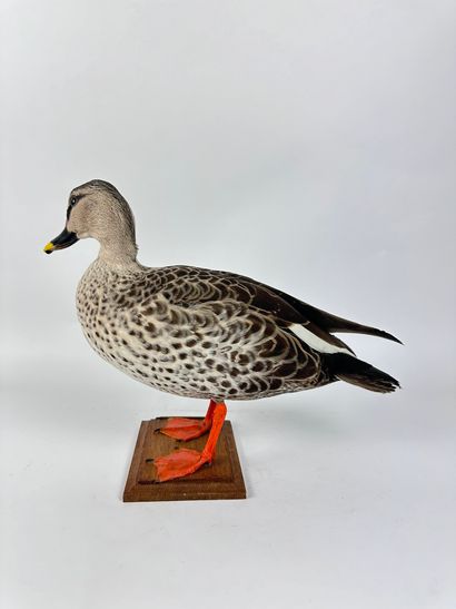 Canard à bec tacheté (Anas poecilorhyncha...