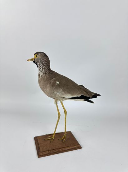 Vanneau du Sénégal (Vanellus senegallus)...