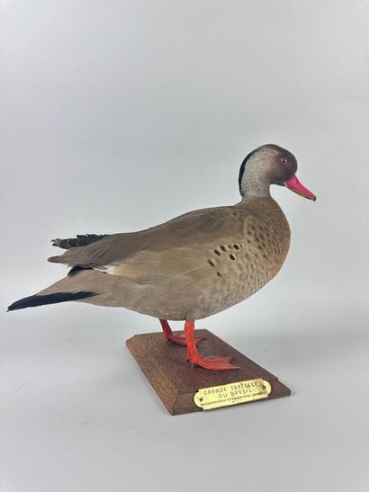 Canard amazonette (Amazonetta brasiliensis...