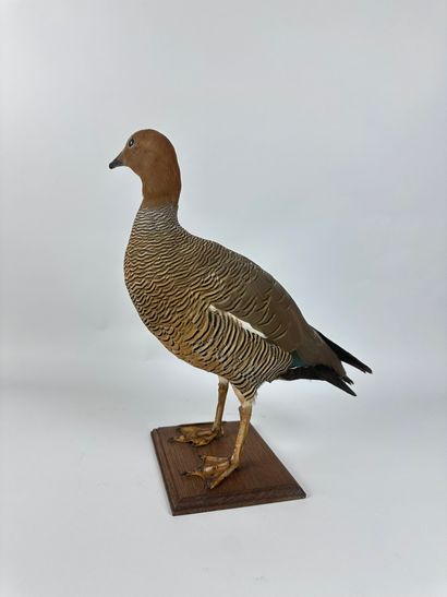 Ouette à tête rousse (Chloephaga rubidiceps)...