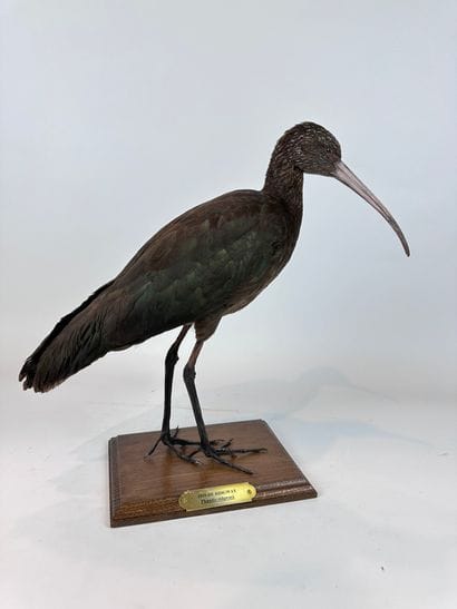 Ibis de Ridgway (Plegadis rigwayi) (NR) :...