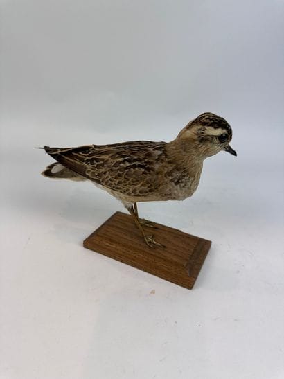 Pluvier guignard (Charadrius morinellus)...