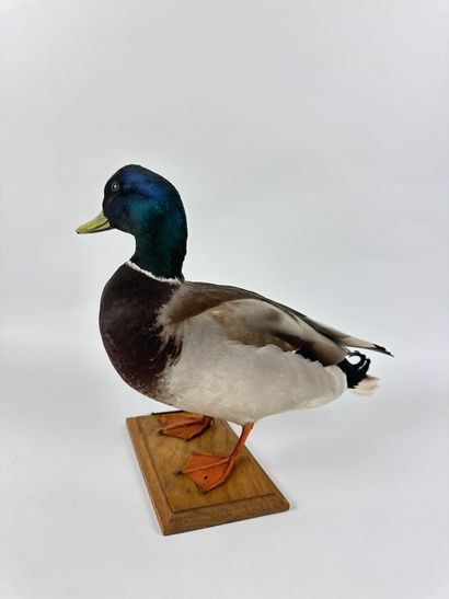 Canard colvert (Anas platyrhyncos) (CH) :...