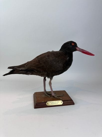 Huîtrier noir (Haematopus ater) (NR) : spécimen...