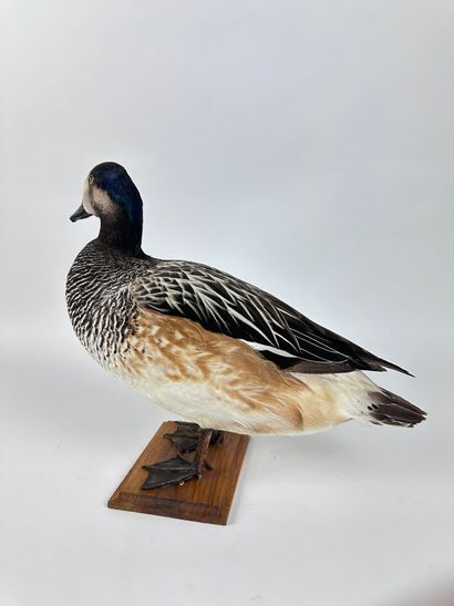 Canard siffleur du Chili (Anas sibilatrix)...