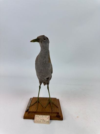 Marouette poussin (Porzana parva) (CE) :...