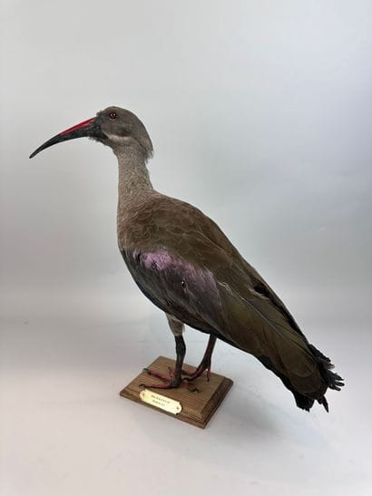Ibis hagedash (Bostrychia hagedash) (NR):...