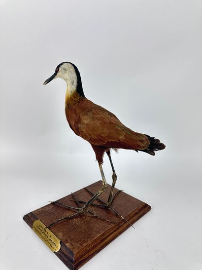 Jacana à poitrine dorée (Actophilornis africanus)...