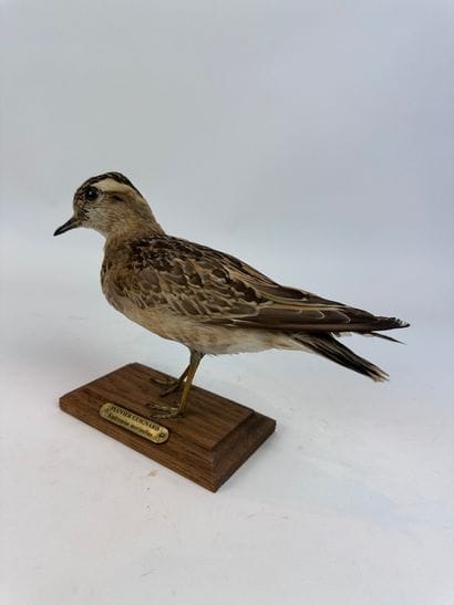Pluvier guignard (Charadrius morinellus)...
