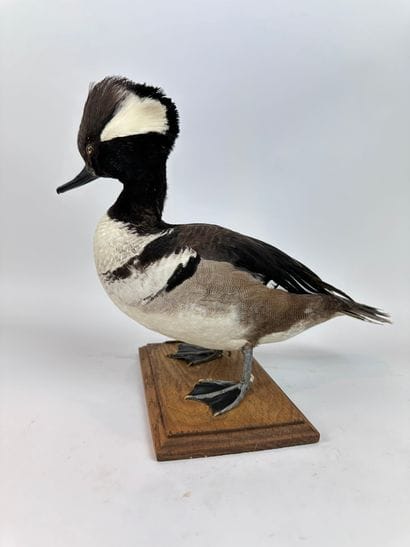 Harle couronné (Lophodytes cucullatus) (CE)...