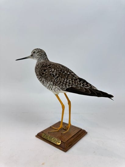 Petit chevalier à pattes jaunes (Tringa flavipes)...