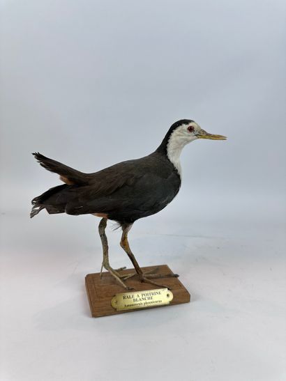 Râle à poitrine blanche (Amaurornis phoenicurus)...
