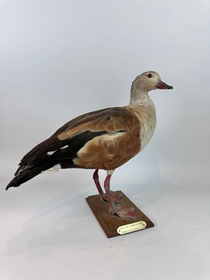 Oie de l’Orénoque (Neochen jubatus) (NR)...