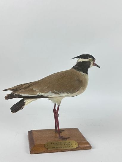 Vanneau à tête noire (Vanellus tectus) (NR)...
