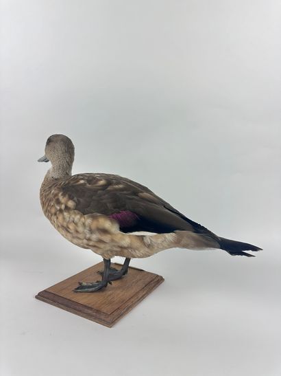 Canard huppé des Andes (Lophonetta specularioides...
