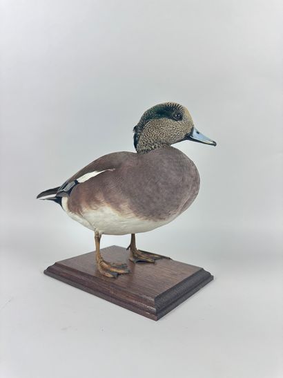 Canard siffleur d’Amérique ou en synonymie...