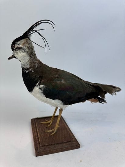 Vanneau huppé (Vanellus vanellus) (CH) :...