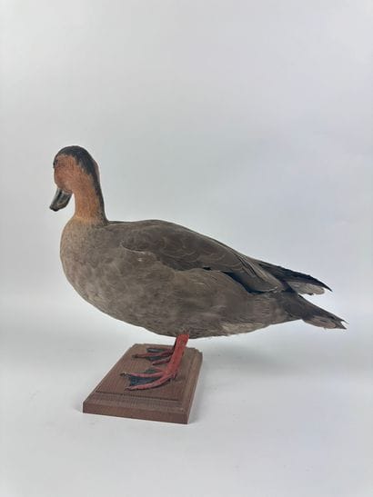 Canard des Philippines (Anas luzonica) (NR)...