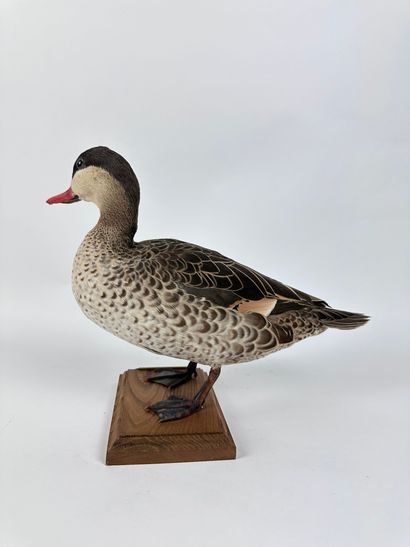 Canard à bec rouge ou Pilet à bec rouge (Anas...