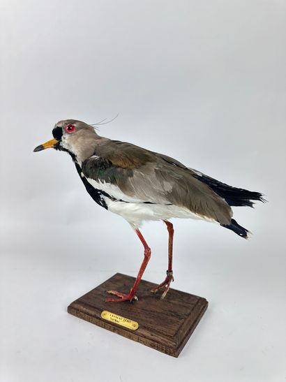 Vanneau téro (Vanellus chilensis) (NR) bagué...
