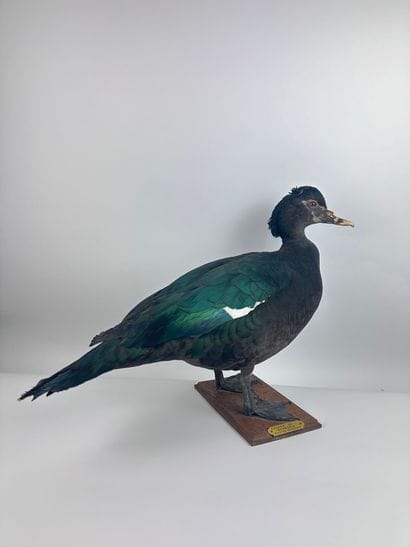 Canard de Barbarie ou en synonymie Canard...