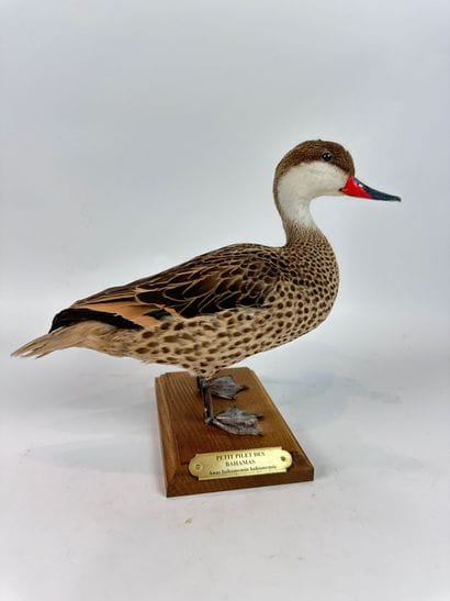 Canard des Bahamas ou en synonymie Pilet...