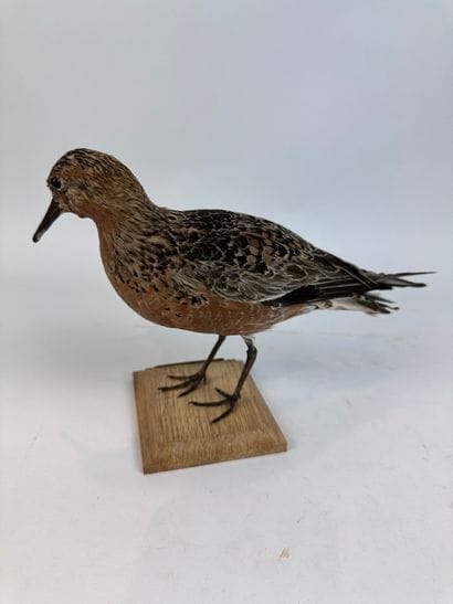 Bécasseau maubèche (Calidris canutus) (CH)...