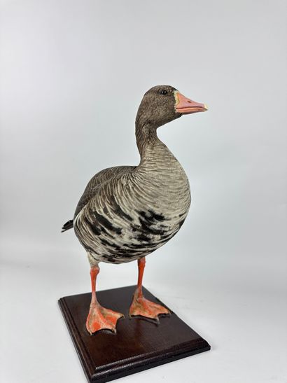 Oie rieuse (Anser albifrons flavirostris)...