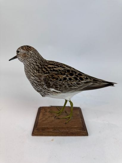 Bécasseau tacheté (Calidris melanotos) (CE)...