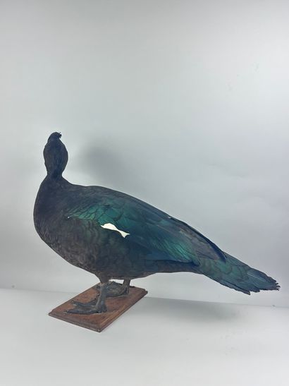 Canard de Barbarie ou en synonymie Canard...