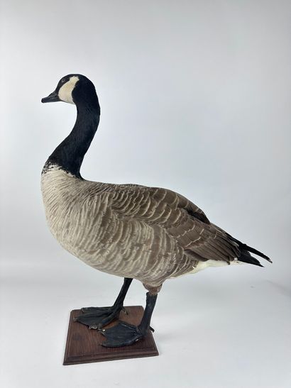 Bernache du Canada (Branta canadensis canadensis)...