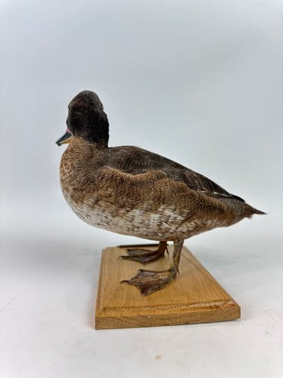 Canard à tête noire (Heteronetta atricapilla)...