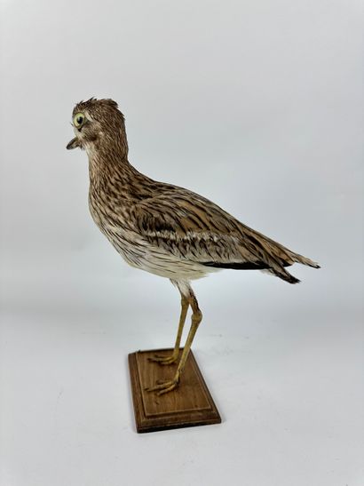 Eudicnème criard (Burhinus oedicnemus) (CE)...
