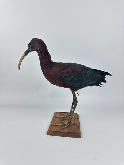 Ibis falcinelle (Plegadis falcinellus) (CE)...