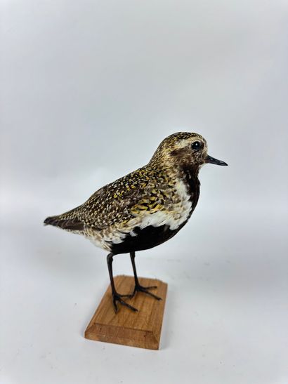 Pluvier doré (Pluvialis apricaria) (CH) :...
