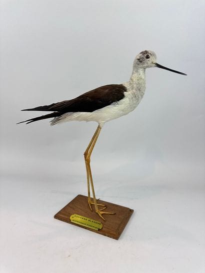 Echasse blanche (Himantopus himantopus) (CE)...