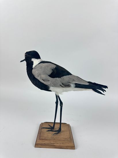 Vanneau armé (Vanellus armatus) (NR) : spécimen...
