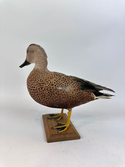 Canard spatule ou en synonymie souchet d’Argentine...