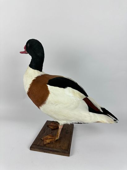 Tadorne de Belon (Tadorna tadorna) (CE) :...