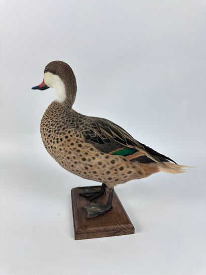 Canard des Bahamas ou en synonymie Pilet...