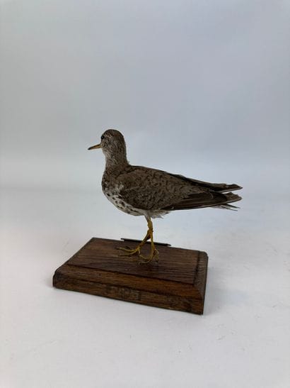 Chevalier grivelé (Actitis macularius) (CE)...