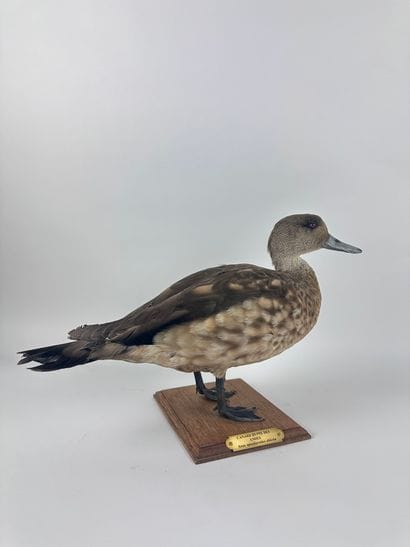 Canard huppé des Andes (Lophonetta specularioides...