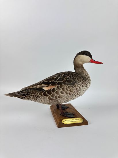 Canard à bec rouge ou Pilet à bec rouge (Anas...