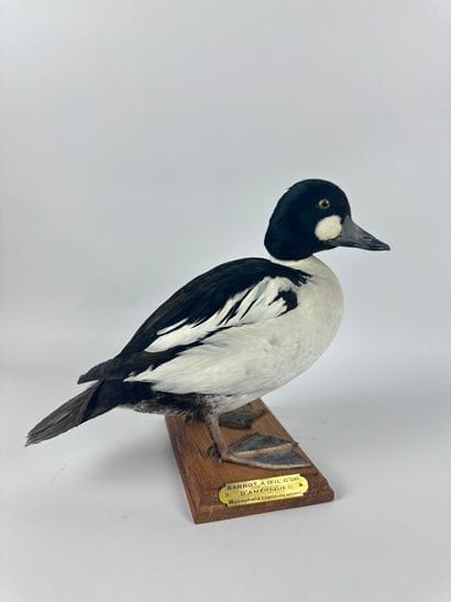 Garrot à œil d’or (Bucephala clangula americana)...