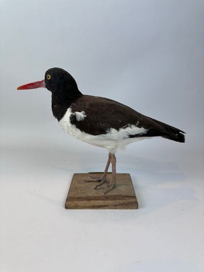 Huîtrier d’Amérique (Haematopus palliatus)...