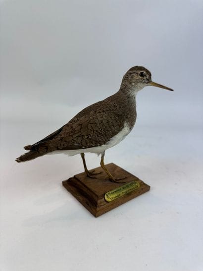 Chevalier guignette (Actitis hypoleucos)...