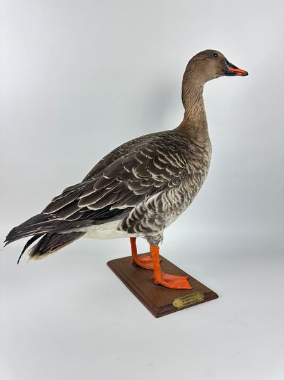 Oie des moissons (Anser fabalis) forme intra-spécifique...