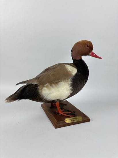 Nette rousse (Netta rufina) (CH) : spécimen...