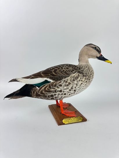 Canard à bec tacheté (Anas poecilorhyncha...
