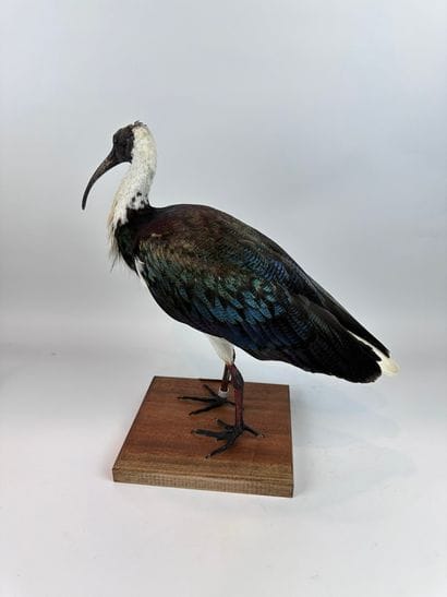 Ibis d’Australie (Threskiornis spinicollis)...